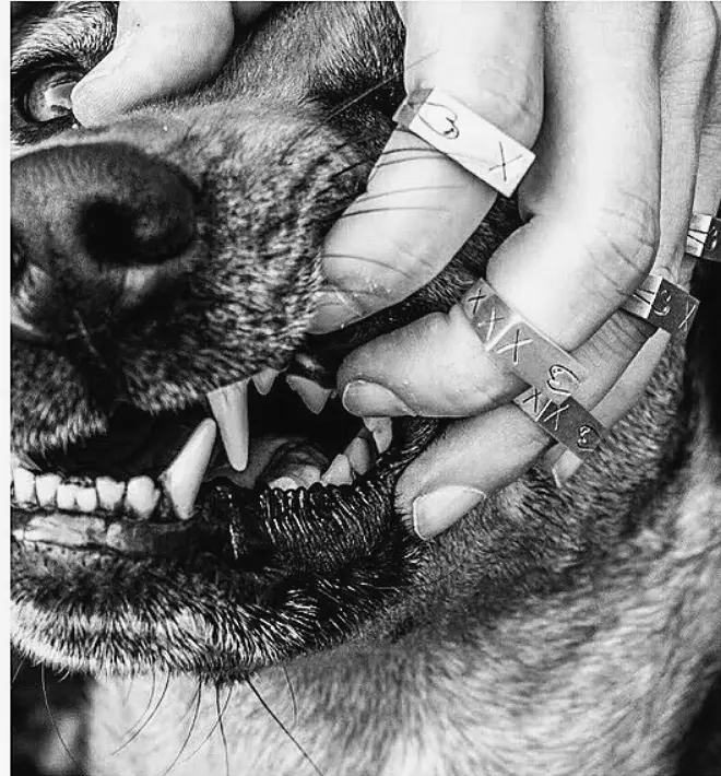 Hand wearing Matti sterling silver rings beside a dog